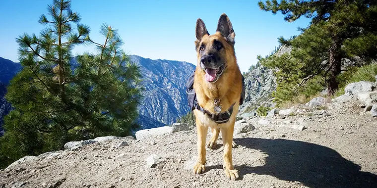 Hiking with Dogs Post Image 760x380 1