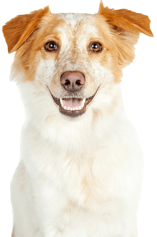 dog1 4