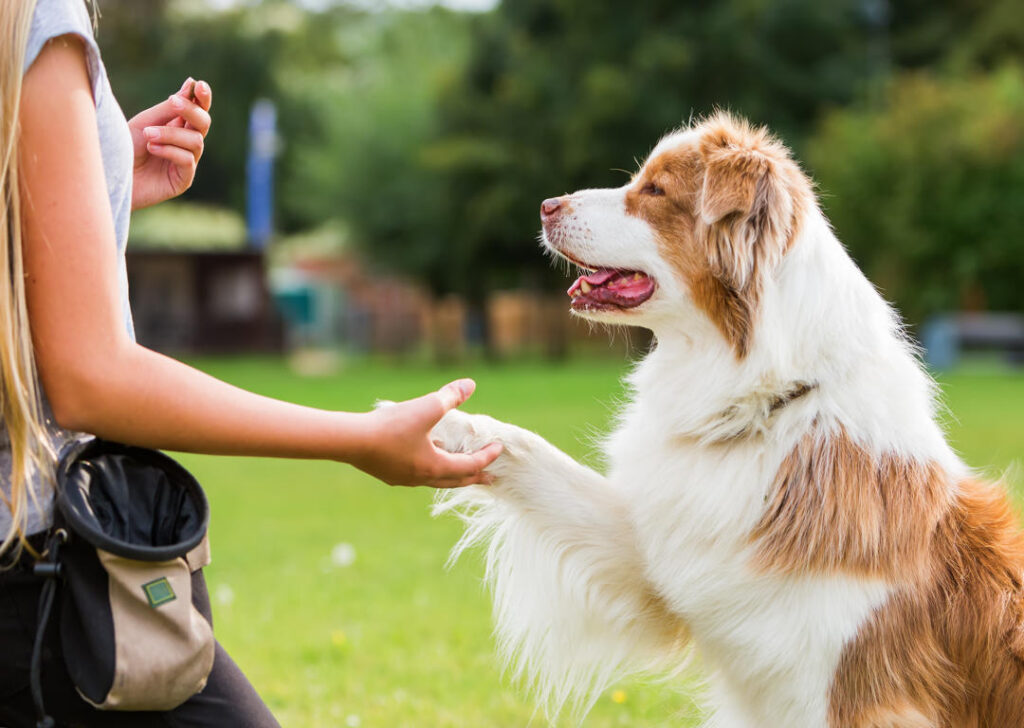How Dog Training Solves Chaos for Working Parents