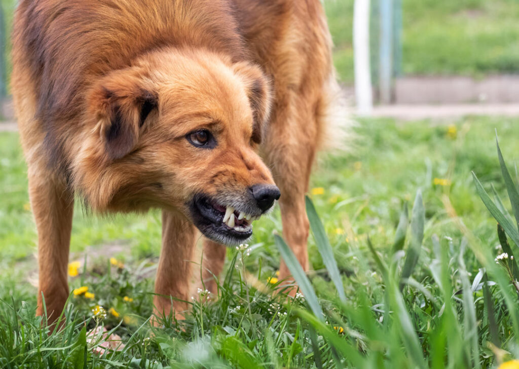 Can Aggressive Dogs Be Trained at Home
