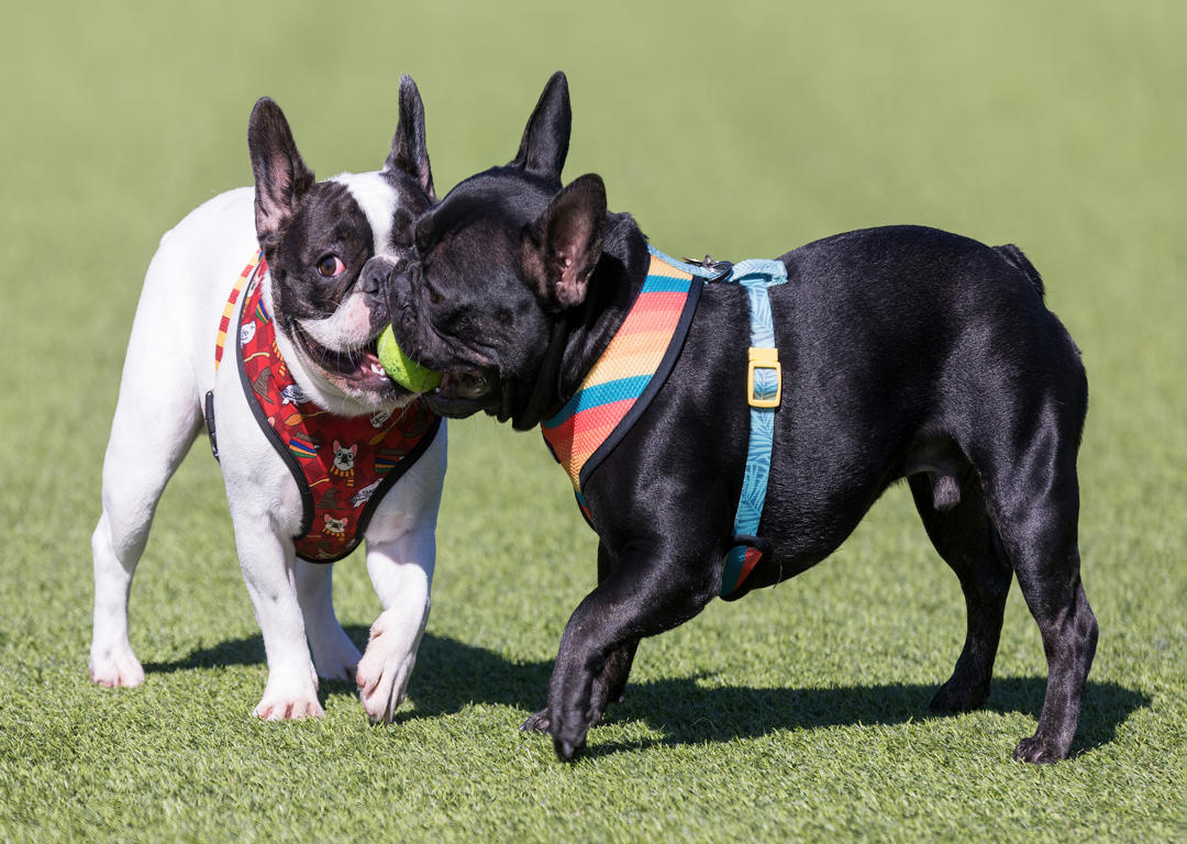 REAL-WORLD RECALL: OFF-LEASH OBEDIENCE FOR OUTDOOR DOGS